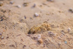 On the Beach. Thumbnail 36