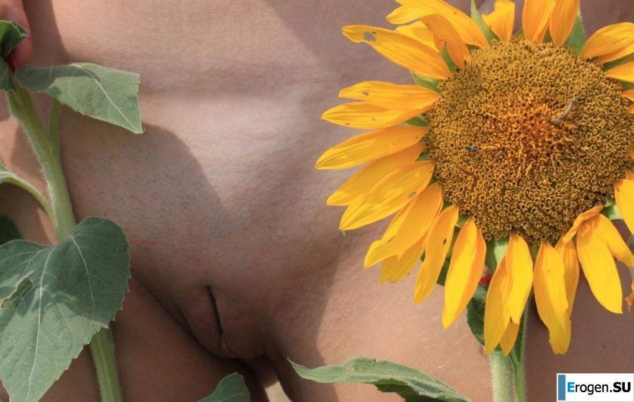 SUNFLOWERS. Photo 6