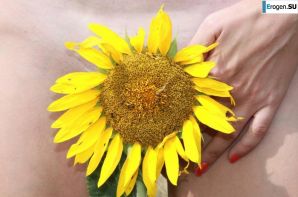 SUNFLOWERS. Thumbnail 13