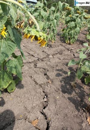 SUNFLOWERS. Thumbnail 2