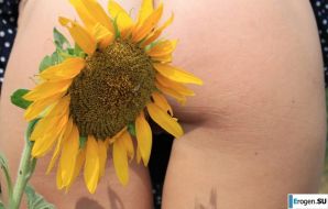 SUNFLOWERS. Thumbnail 4