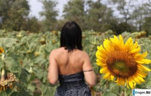 SUNFLOWERS. Thumbnail 7